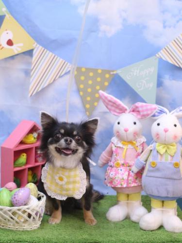 20240306らんまるちゃん